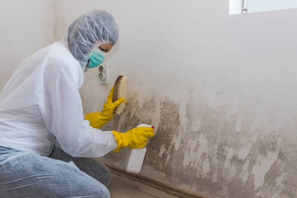 Trusted Bellmawr, NJ Mold Removal Experts