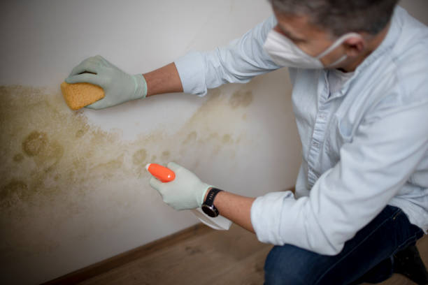 Best Mold Testing and Removal  in Bellmawr, NJ