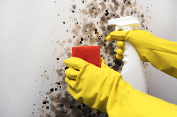 Mold Testing and Removal in Bellmawr, NJ