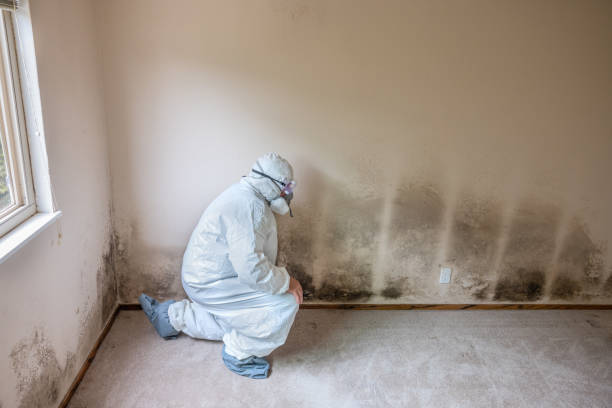 Best Office Mold Removal Services  in Bellmawr, NJ