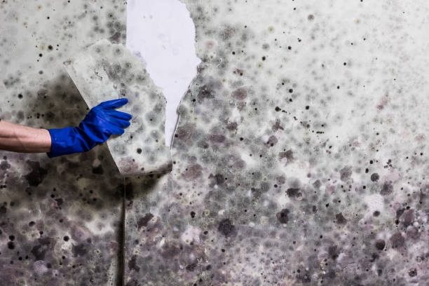 Best Local Mold Removal Service  in Bellmawr, NJ