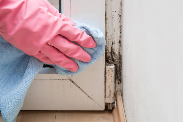 Best Black Mold Removal  in Bellmawr, NJ