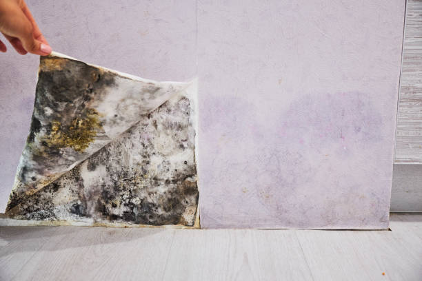 Best Affordable Mold Removal  in Bellmawr, NJ